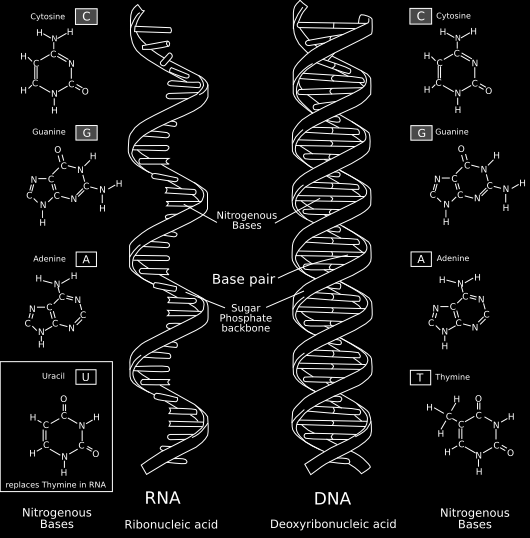 4 Το DNA εμπεριέχεται στα χρωμοσώματα (chromosomes), μια οργανωμένη δομή του κυττάρου, μαζί με γονίδια (genes) και άλλες ακολουθίες νουκλεοτιδίων.