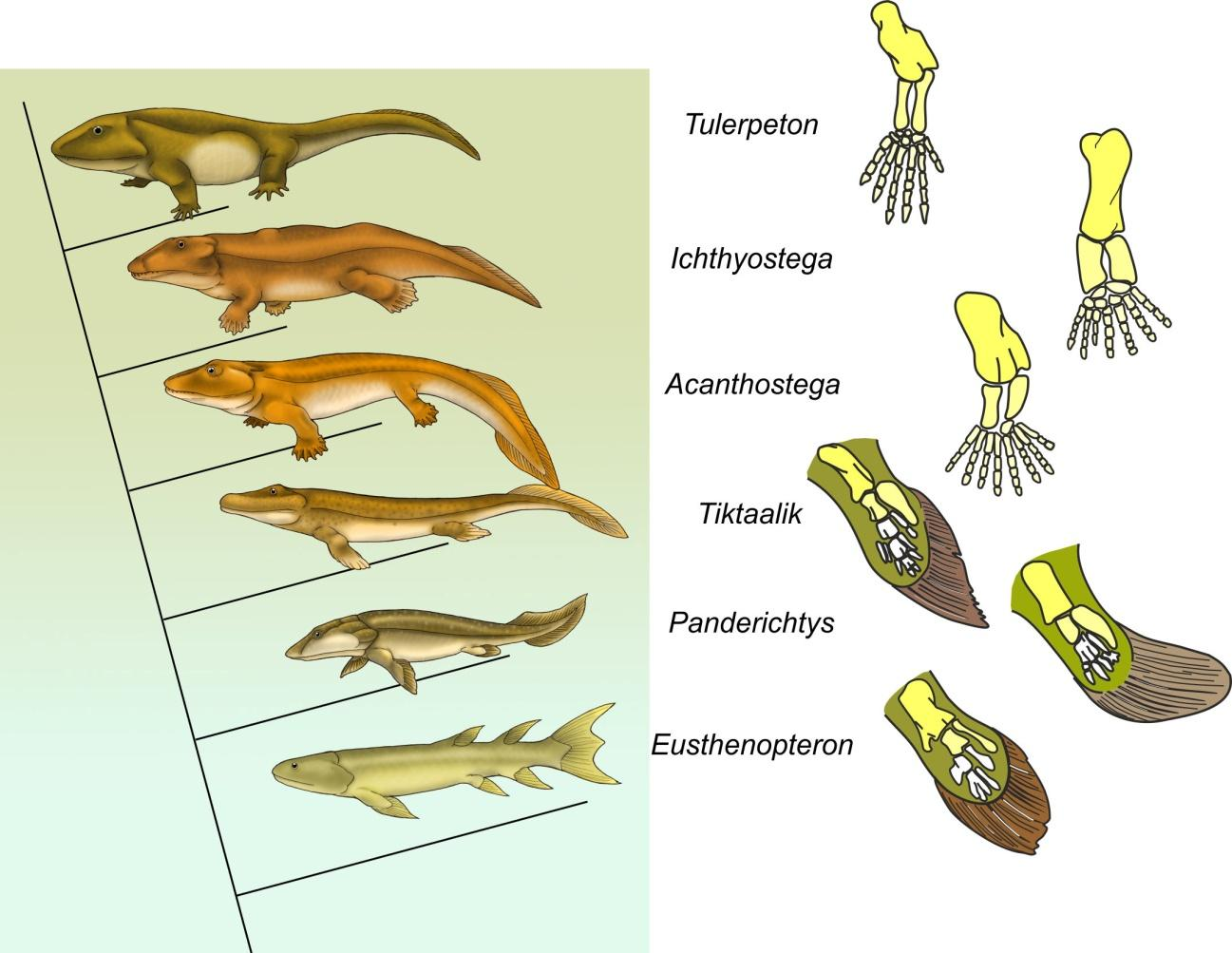 αρχαιότερα κόκαλα δεινοσαύρων που χρονολογούνται από τον άνθρακα Ποια είναι η χρονική μας χρονολόγηση site