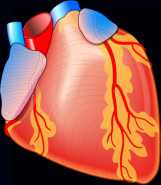 Πλειότροπες Δράσεις GLP-1 Heart Brain Neuroprotection Appetite Stomach Gastric Emptying Cardioprotection Cardiac Output GLP-1 _ Liver GI Tract