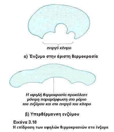 Υψηλή Θερμοκρασία *Υπέρμετρη αύξηση θερμοκρασίας προκαλεί μετουσίωση *Συνήθης θερμ.