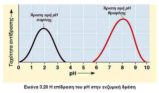 «Ακραία» ph *Οι ιοντικοί δεσμοί που συναντούνται στην τριτοταγή δομή είναι