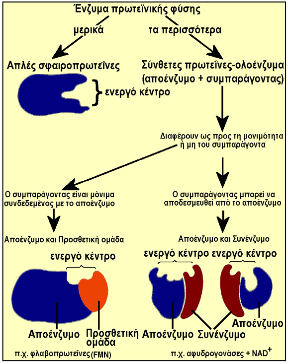 Δομή των