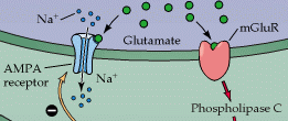 Το Γλουταμικό είναι ο κύριος Διεγερτικός νευροδιαβιβαστής στο ΚΝΣ Το Γλουταμικό (Glu)
