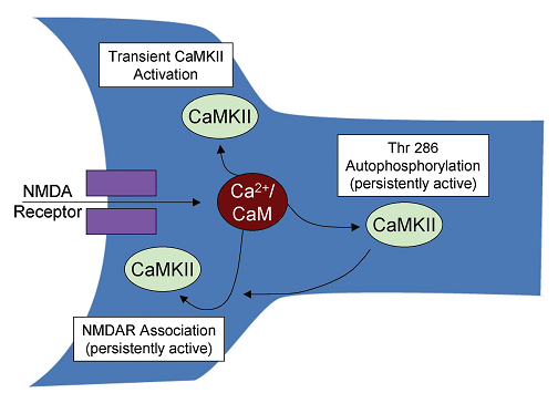 Οι δράσεις της Ca/CaM (Ασβεστιο-Καλμοδουλίνης) επί της CaMKII Ca 2+ Ca/CaM Δέσμευση σε CaMKII: Παροδική