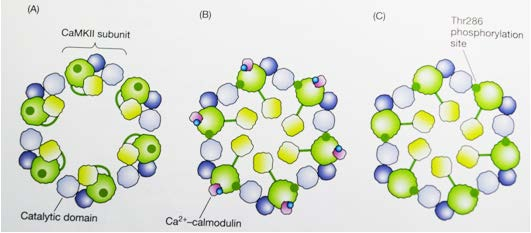 Μετα-μεταφραστικές τροποποιήσεις: Αυτοφωσφορυλίωση της CaΜΚII Calcium- calmodulin-dependent protein kinase II