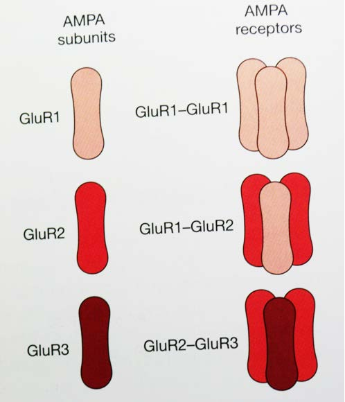 Η σύσταση των υποδοχέων AMPA Η παρουσία της GluR1 προσδίδει μεγαλύτερη αγωγιμότητα στον δίαυλο του