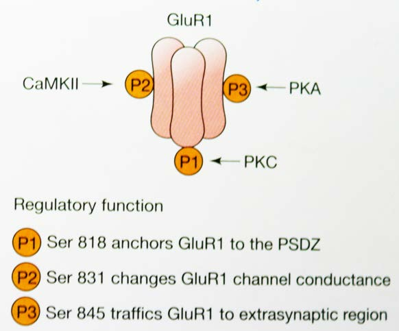Η υπομονάδα GluR1 του υποδοχέα AMPA έχει 3 θέσεις φωσφορυλίωσης.