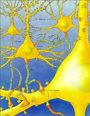 Το νευρικό κύτταρο συνιστά δομική και