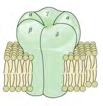 Conium maculatum Κωνιίνη (Αλκαλοειδές) Αγωνιστής nach Νευρικότητα Τρόμος Αταξία