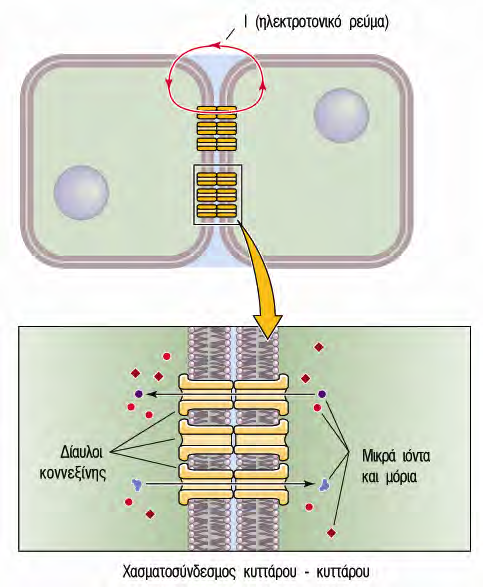 Ηλεκτρικές Συνάψεις μέσω Χασματοσυνδέσεων Στις ηλεκτρικές συνάψεις το ηλεκτρικό ρεύμα περνά παθητικά από το ένα κύτταρο στο άλλο.
