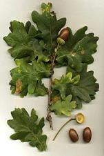 ΔΡΥΣ Η βελανιδιά ή βαλανιδιά (επιστ. Δρυς, Quercus) είναι γένος φυτών της οικογένειας των Φηγοειδών (Fagaceae) με 531 αυτοφυή είδη του βόρειου ημισφαίριου της γης [1].