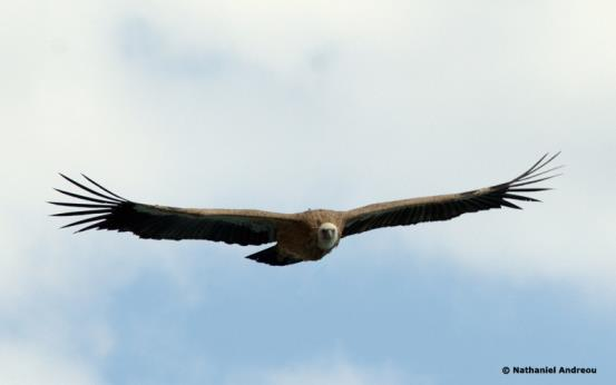το μεγαλύτερο πουλί στο νησί με άνοιγμα φτερούγων μέχρι και 2,5 μέτρα.