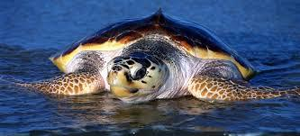 Η χελώνα καρέτα είναι είδος θαλάσσιας χελώνας με παγκόσμια κατανομή. Ανήκει στην οικογένεια των χελωνοειδών.