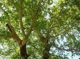 Ο Πλάτανος είναι γένος ιθαγενών δέντρων του βορείου ημισφαιρίου. Οι υποκατηγορίες του είδους αυτού ανήκουν στην οικογένεια των Πλατανοειδών.