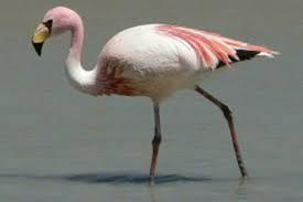 Φλαμίνκγο Τα φλαμίνγκο είναι πτηνά του γένους των φοινικόπτερων. Είναι ένα πουλί που συναντάται σε όλο τον κόσμο και έχει χαρακτηριστικό ροζ φτέρωμα. Είναι ψηλόλιγνο με λεπτά πόδια και γαμψή μύτη.