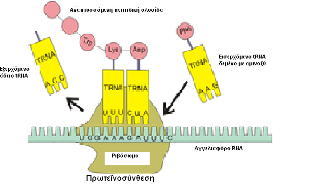 Επιμήκυνση: Ένα δεύτερο μόριο trna με αντικωδικόνια συμπληρωματικό του δεύτερου, κατά σειρά, κωδικονίου τοποθετείται στο ριβόσωμα, δίπλα στο πρώτο, μεταφέροντας εκεί το δεύτερο αμινοξύ.
