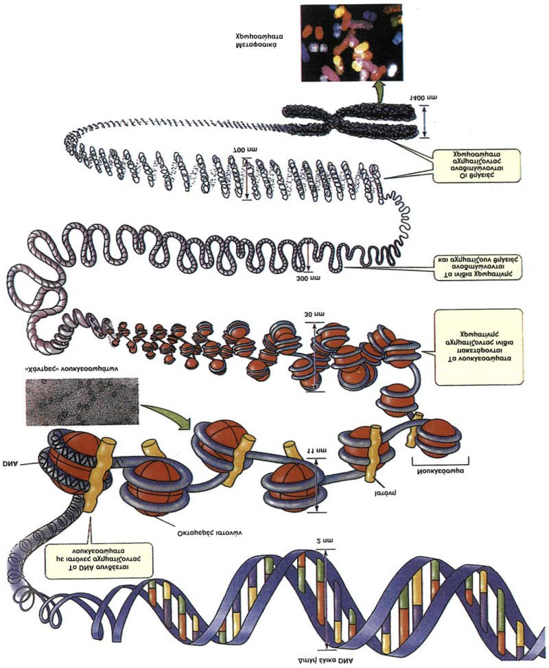 ονομάζεται νουκλεόσωμα και αποτελεί τη βασική μονάδα οργάνωσης της χρωματίνης, το νουκλεόσωμα, αποτελείται από DNA μήκους 146 ζευγών βάσεων και από οκτώ μόρια πρωτεϊνών, που ονομάζονται ιστόνες.