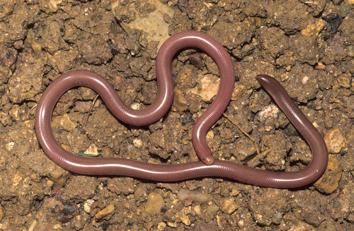 Εισαγωγή 2.5 Typhlops vermicularis (Merrem, 1820)* Κοινή ονομασία: Greek / Eurasian blindsnake, ανήλιαστος, σκουληκόφιδο, τυφλίτης (Εικόνα 2.8). Terra Typica: Ελληνικά νησιά (Mertens & Müller 1928).