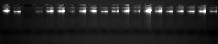 Φυλογεωγραφια του Typhlops vermicularis Υλικά και Μέθοδοι Εικόνα 5.2. Φωτογραφία ατομικών δειγμάτων DNA μετά από ηλεκτροφόρησή τους σε πήκτωμα αγαρόζης και έκθεση σε υπεριώδες φως.