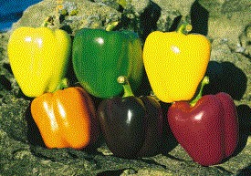 Παράδειγμα Μια ποικιλία πιπεριάς με καστανούς καρπούς διασταυρώθηκε με μια άλλη που έκανε κίτρινους καρπούς. Τα φυτά της f1 είχαν όλα κόκκινους καρπούς.