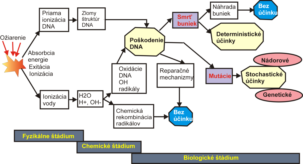 IV. Biologické štádium. Molekulárne zmeny v biologicky dôleţitých látkach (v DNA, enzýmoch, proteínoch) môţu vyústiť do morfologických a funkčných zmien buniek, orgánov a organizmu ako celku.