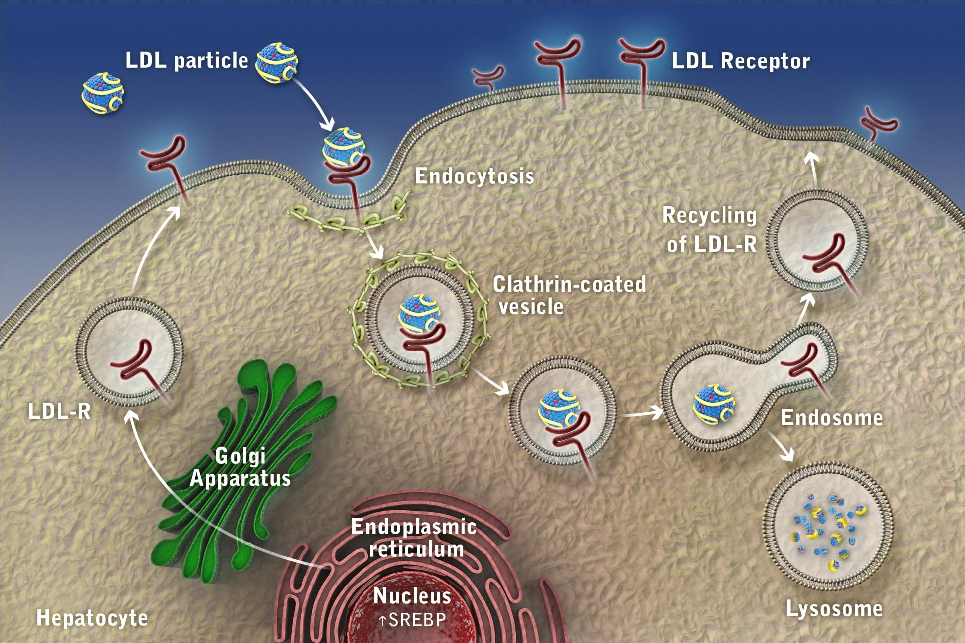 LDL Receptor