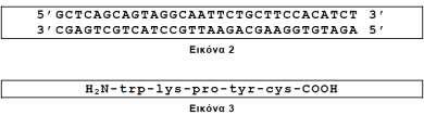 ΕΠΑΝΑΛΗΠΤΙΚΕΣ ΕΞΕΤΑΣΕΙΣ 2015 Στην εικόνα 2 απεικονίζεται ένα ασυνεχές γονίδιο ανθρώπινου ηπατικού κυττάρου. Το γονίδιο αυτό είναι υπευθύνο για την παραγωγή του ολιγοπεπτιδίου της εικόνας 3. Δ1.