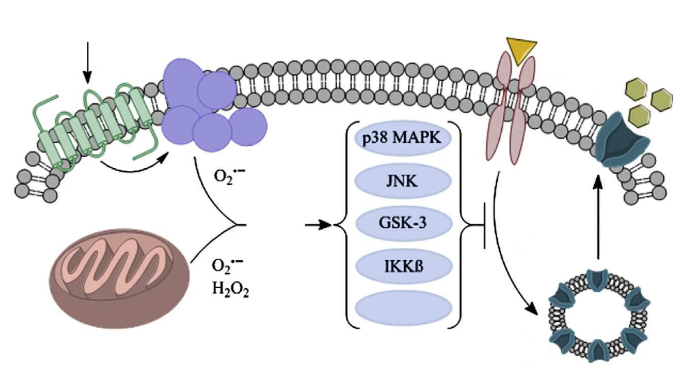 Uloga oksidativnog stresa u razvoju insulinske rezistencije Angiotenzin II AT 1 R NADPH oksidaza Insulinski
