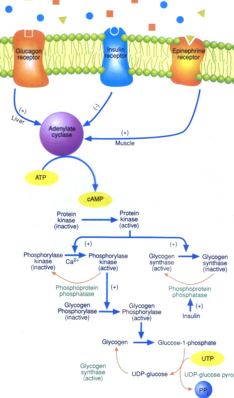 Tipovi rezistencije na insulin Periferna Mišići smanjen ulazak glukoze u ćelije posredstvom GLUT4; smanjena sinteza glikogena Masno tkivo -povećana