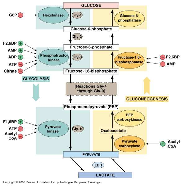 Glukagon, Adrenalin Protein-kinaza O Protein Enzim OH + ATP Protein Enzim O P O - P i H 2