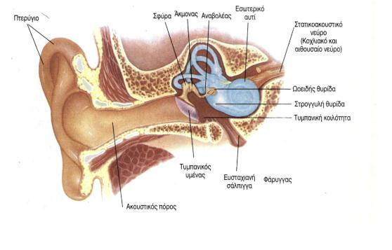 Πως αντιλαμβανόμαστε τον ήχο; Οι ατμοσφαιρικές ταλαντώσεις μετατρέπονται σε μηχανικές στο τύμπανο και μέσω των συνδεδεμένων οσταρίων (σφύρα, άκμονα και