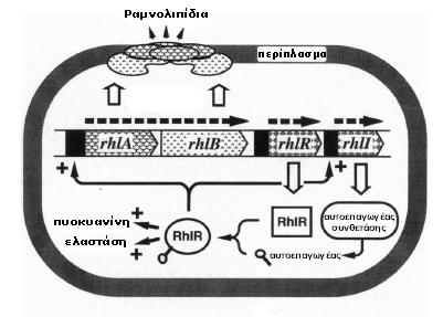 rhla ηαζ rhlb ιέζς ηδξ απυηνζζδξ ημο ζοζηήιαημξ αζζεδηδνίμο απανηίαξ πχνμο (Quorum Sensing system).