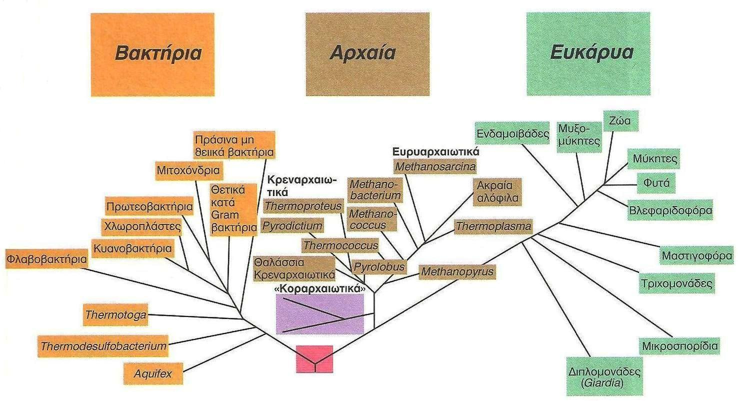 ΔΗΑΓΧΓΖ 1. Βακηήρια Σα ααηηήνζα ακήημοκ ζημοξ πνμηανοςηζημφξ ιζηνμμνβακζζιμφξ. ημ ηοηηανυπθαζια θένμοκ ααηηδνζαηυ DNA, νζαμζχιαηα, απμηαιζεοηζηά οθζηά ηαζ άθθα ηοηηανζηά έβηθεζζηα.