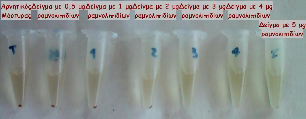 Δηθόλα 25: ωιελάθηα αηωξήκαηνο εξπζξώλ αηκνζθαηξίωλ πνπ επωάζηεθαλ γηα 2 ώξεο γηα αλίρλεπζε αηκνιπηηθήο δξάζεο ηωλ ξακλνιηπηδίωλ Δηθόλα 26: ωιελάθηα αηωξήκαηνο εξπζξώλ αηκνζθαηξίωλ πνπ