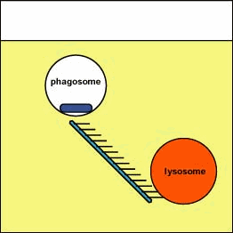 III. Distrugerea (digestia) intracitoplasmatică Fagosoma fuzionează cu lizosoma, în interiorul fagolizosomei formate mi/o va fi omorât sub acţiunea enzimelor, anionilor superoxizi, H 2 O 2, ph acid,
