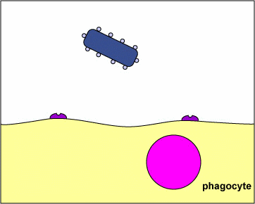 Pentru a interveni, fagocitele trebuie să recunoască bacteriile ca particule străine. Există molecule solubile şi membranare care pot recunoaşte componente bacteriene: 1.
