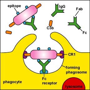 Stimulatori cationi de Ca 2+, proteina C - reactivă, opsonine (fracţii de complement (C3b), fibronectina, unii anticorpi).
