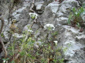 Φωτ.1 Ασβεστολιθικά βραχώδη πρανή με χασμοφυτική βλάστηση