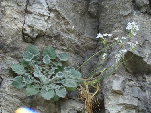 Φωτ.3 Το σπάνιο ενδημικό είδος Centaurea Graeca spp.