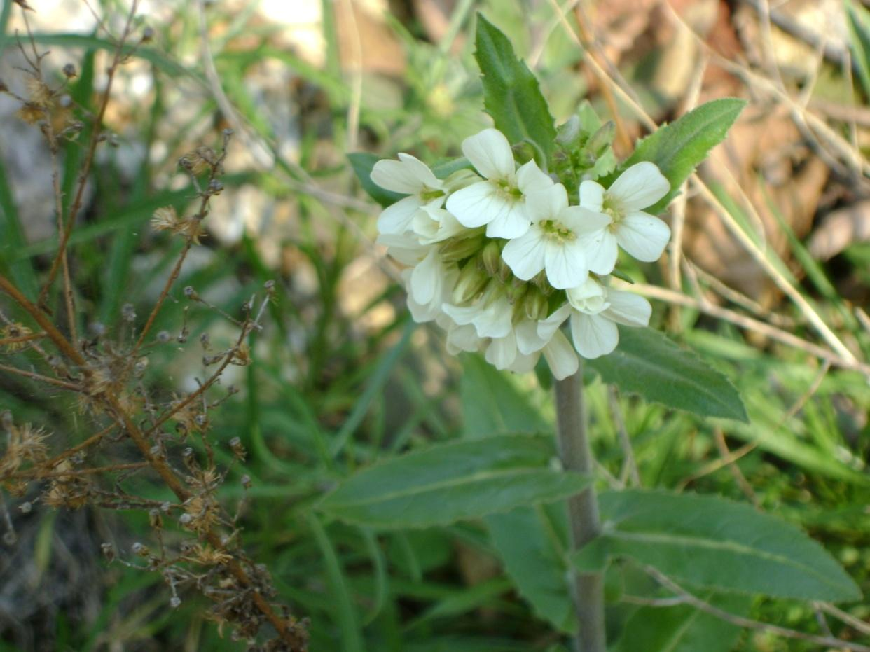 Εικόνα 1: 4737 Euphorbia