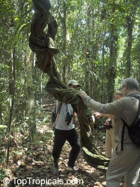 Οικογένεια Malpigiaceae Banisteriopsis caapri Diplopterys cabrena Αναρριχητικά φυτά τροπικών χωρών (Περού,