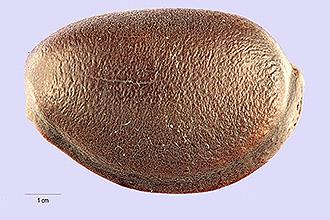 Physostigma venenosum Fabaceae Calabar bean