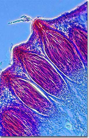 Claviceps purpurea στο ρύζι Παρατεταμένη κατανάλωση, από ανθρώπους και ζώα, δημητριακών και