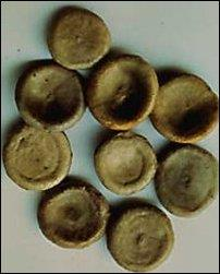 Strychnos nux-vomica Loganiaceae δρόγη είναι τα σπέρματα, διαμέτρου 20mm Δέντρο της Ν.Α.