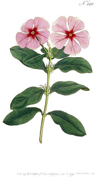 Catharanthus roseus (= Vinca rosea ) Apocynaceae Τα υπέργεια τμήματα του φυτού (θάμνος τροπικών