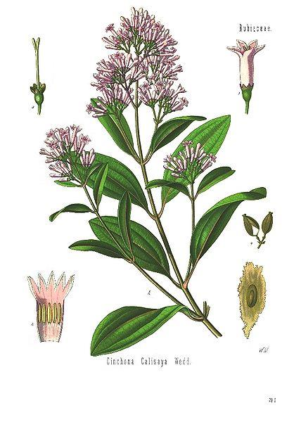 Cinchona pubescens Rubiaceae Δρόγη είναι ο φλοιός (πηγή κινίνης και κινιδίνης)