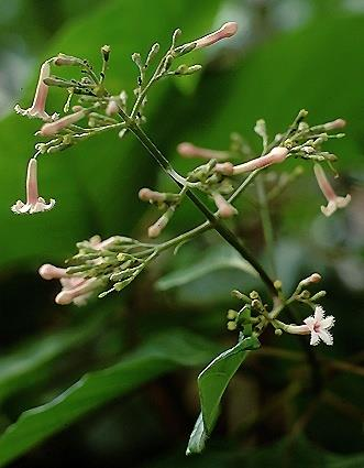 Cinchona pubescens Δρόγη είναι ο φλοιός (πηγή κινίνης