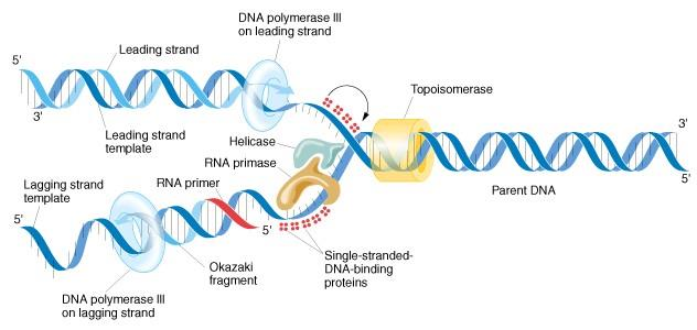 Η αντιγραφή του DNA είναι αδύνατη χωρίς τις τοποϊσομεράσες Αναστολείς του ενζύμου