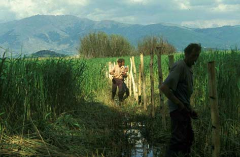 πουλιά και µικρά θηλαστικά (Delaki et al. 1988).
