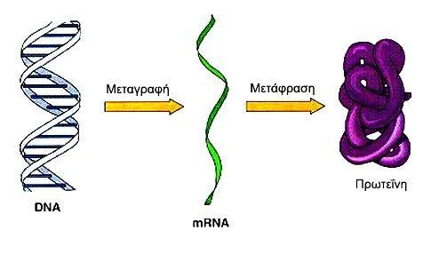 1.2 Η δομή και λειτουργία των πρωτεϊνών [Εικόνα 3] Το mrνα που προκύπτει από τη μεταγραφή προσδένεται σε ένα ριβόσωμα, για να ξεκινήσει η διαδικασία της μετάφρασης (πρωτεϊνοσύνθεση), από την οποία θα